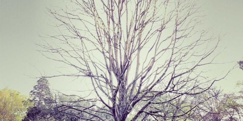 P4编程语言:解锁可编程数据平面,重塑高性能网络应用开发新范式