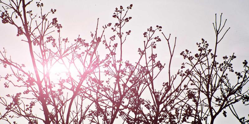 SD-WAN智能路径选择与安全接入:开发者必备的现代网络编程实战指南