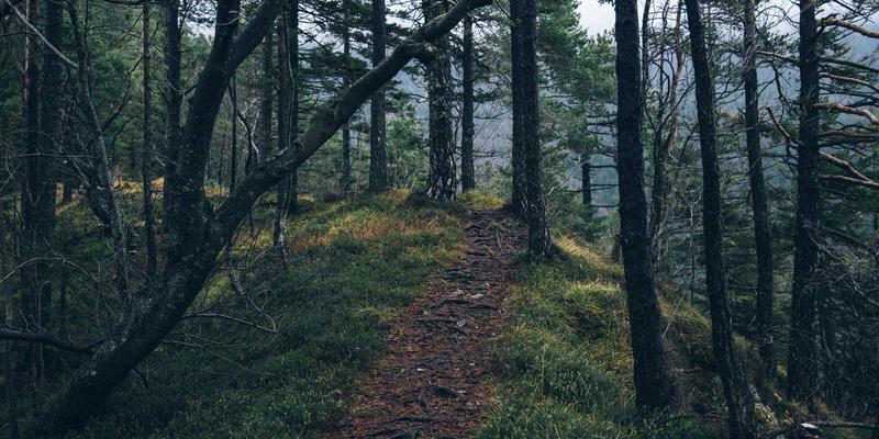 从API到体验:MEC网络能力开放如何重塑前后端开发新范式