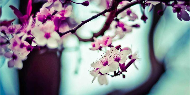 从手动配置到智能意图:基于意图的网络(IBN)编程实战与SEO优化指南