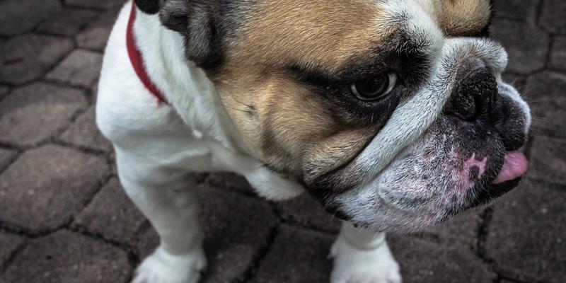 网络数据平面可观测性深度解析:Telemetry与eBPF的技术博弈与实战选择